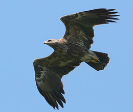 aquila21.jpg