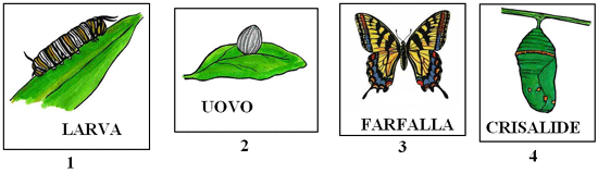 farfalla4.gif